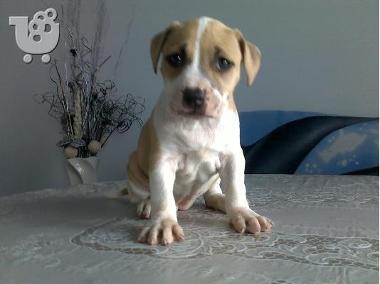 Πιτμπουλ τερριε -360 euro